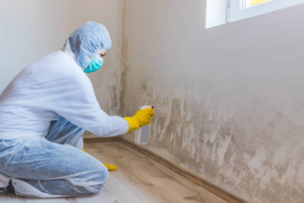 Licensed Mold Remediation service in San Antonio, FL - Car Mold Remediation